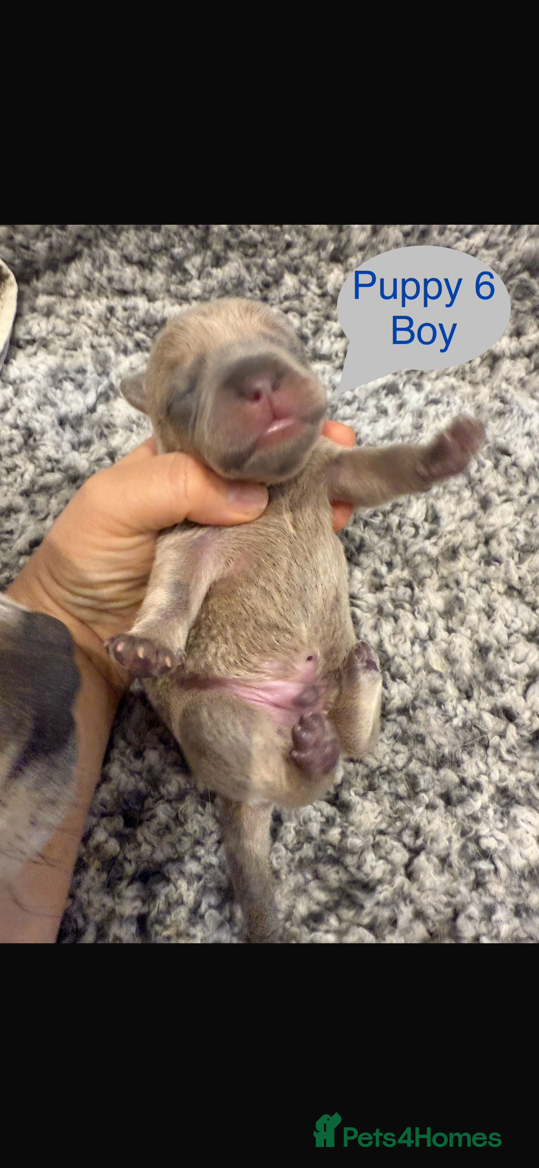 Mixed Breed dogs for sale: French chow puppies  - Image 12