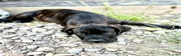 Cane Corso dogs for sale: 3 Cane Corso Puppies ready for their new home - Advert 11
