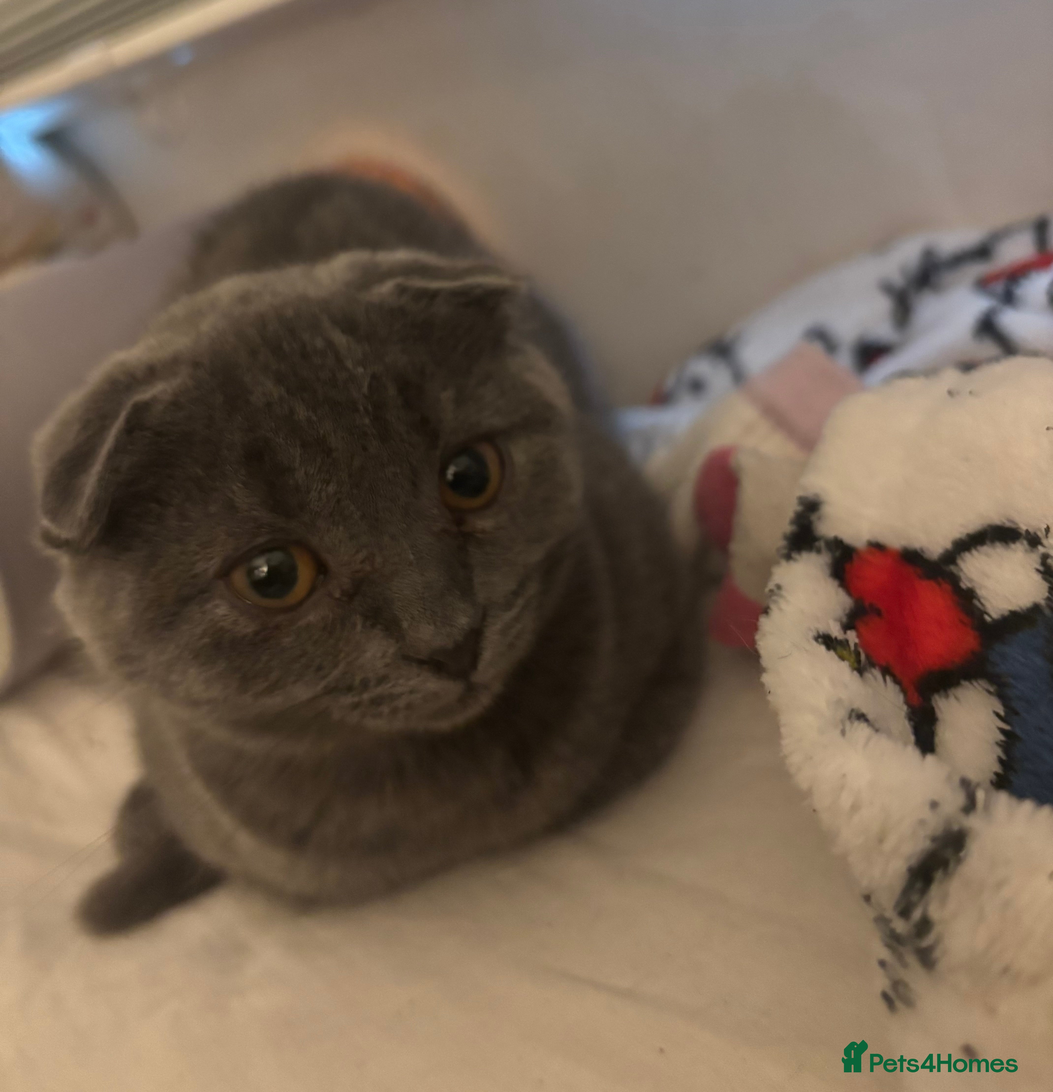 Scottish Fold cats Scottish fold kitten - Advert 14