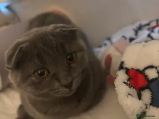 Scottish Fold cats Scottish fold kitten - Advert 14