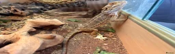 Bearded Dragon reptiles for sale: Bearded dragon with vivarium  in Newark - Advert 1