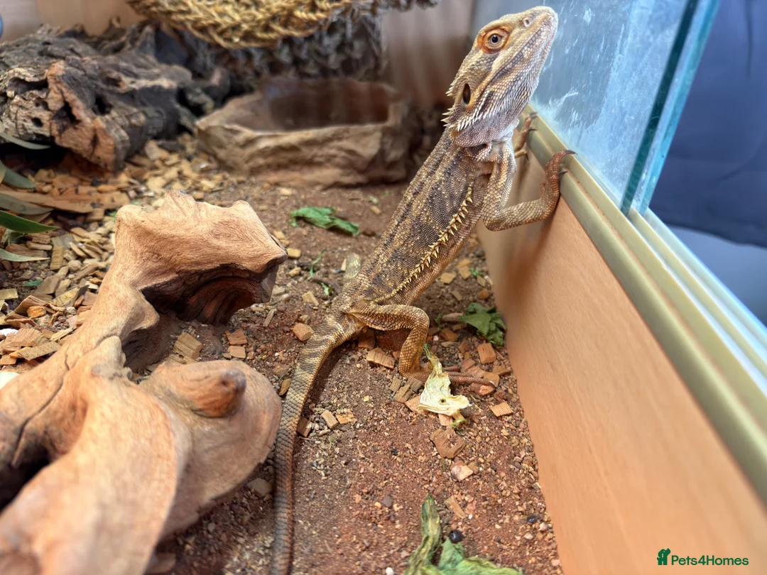 Bearded Dragon reptiles for sale: Bearded dragon with vivarium  in Newark - Advert 1