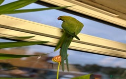 Ringnecks birds for sale: Green lovley parrot  - Image 3