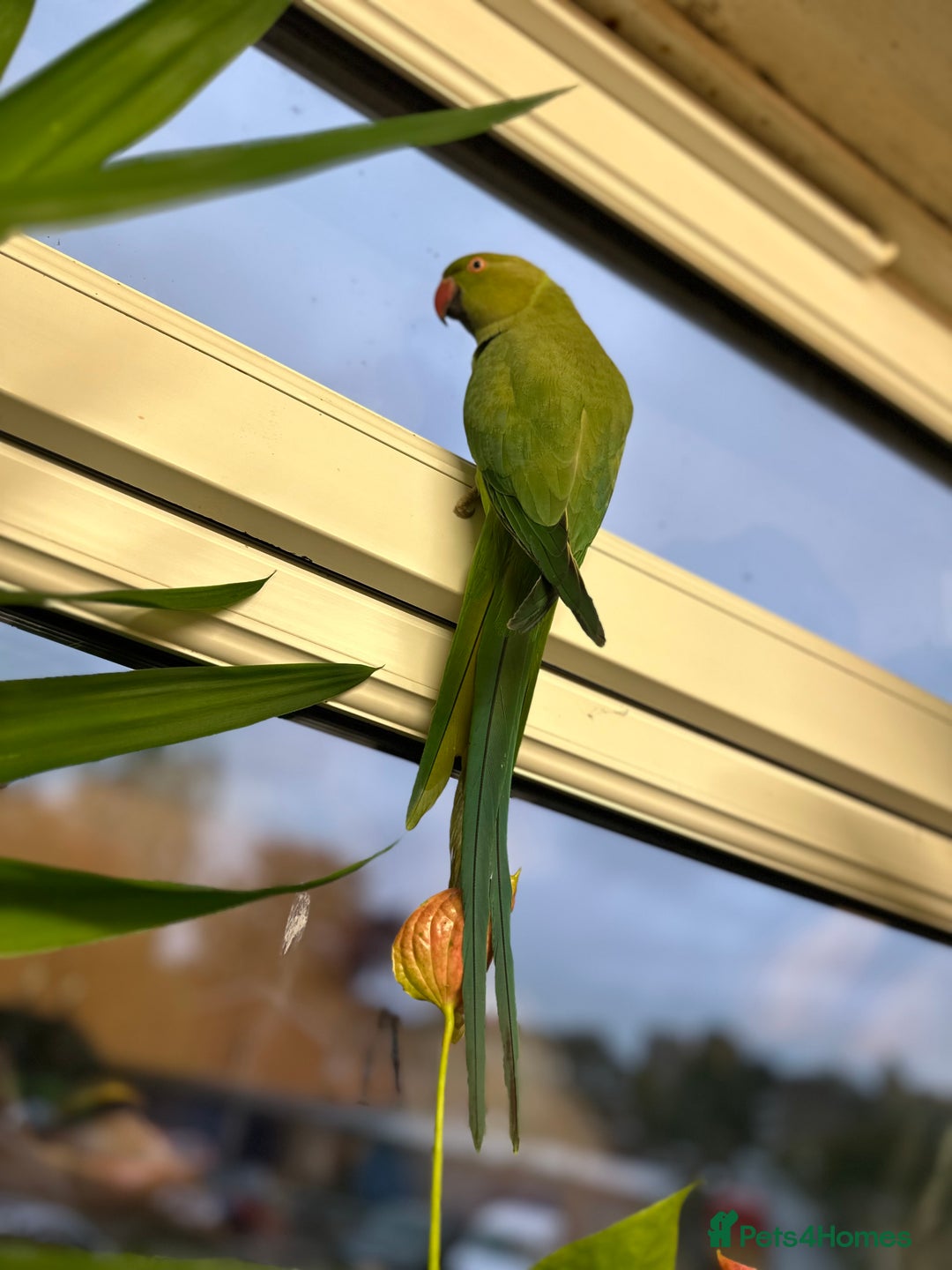 Ringnecks birds for sale: Green lovley parrot  - Image 3