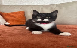 Mixed Breed cats for sale: Female kitten  - Image 3