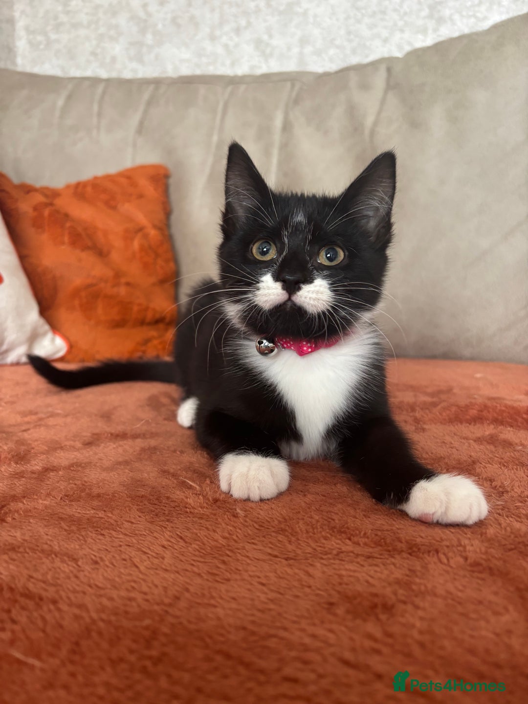 Mixed Breed cats for sale: Female kitten  - Image 3