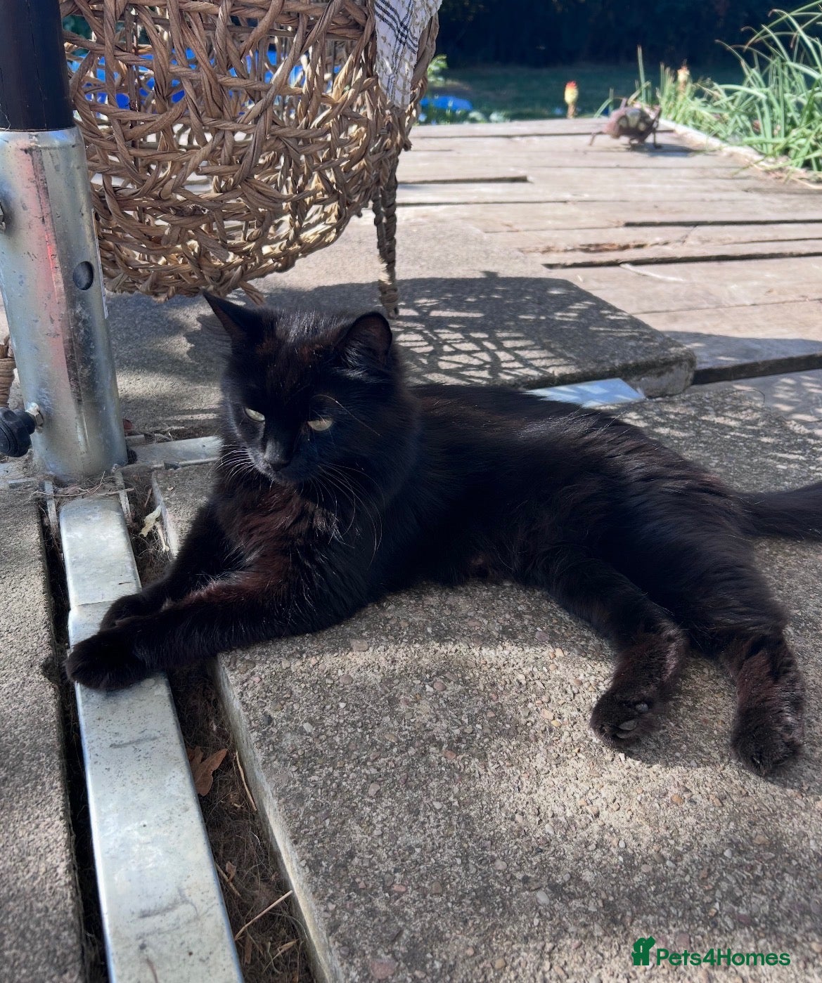 Mixed Breed cats Ready now Beautiful long haired kittens  - Advert 2