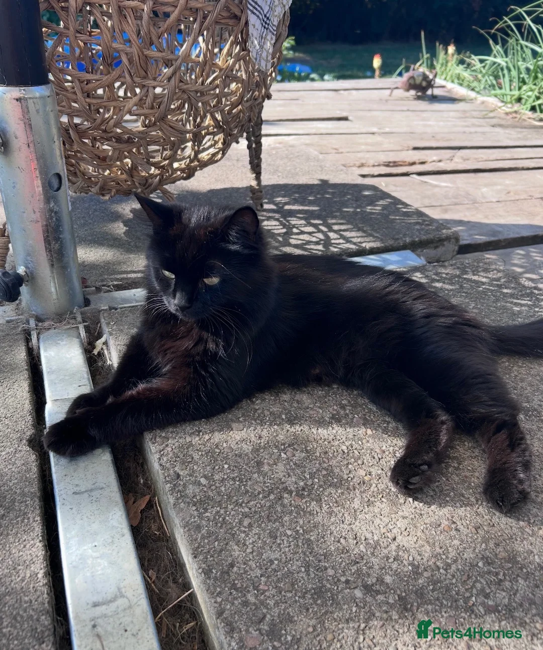 Mixed Breed cats for sale: Ready now Beautiful long haired kittens  - Advert 2