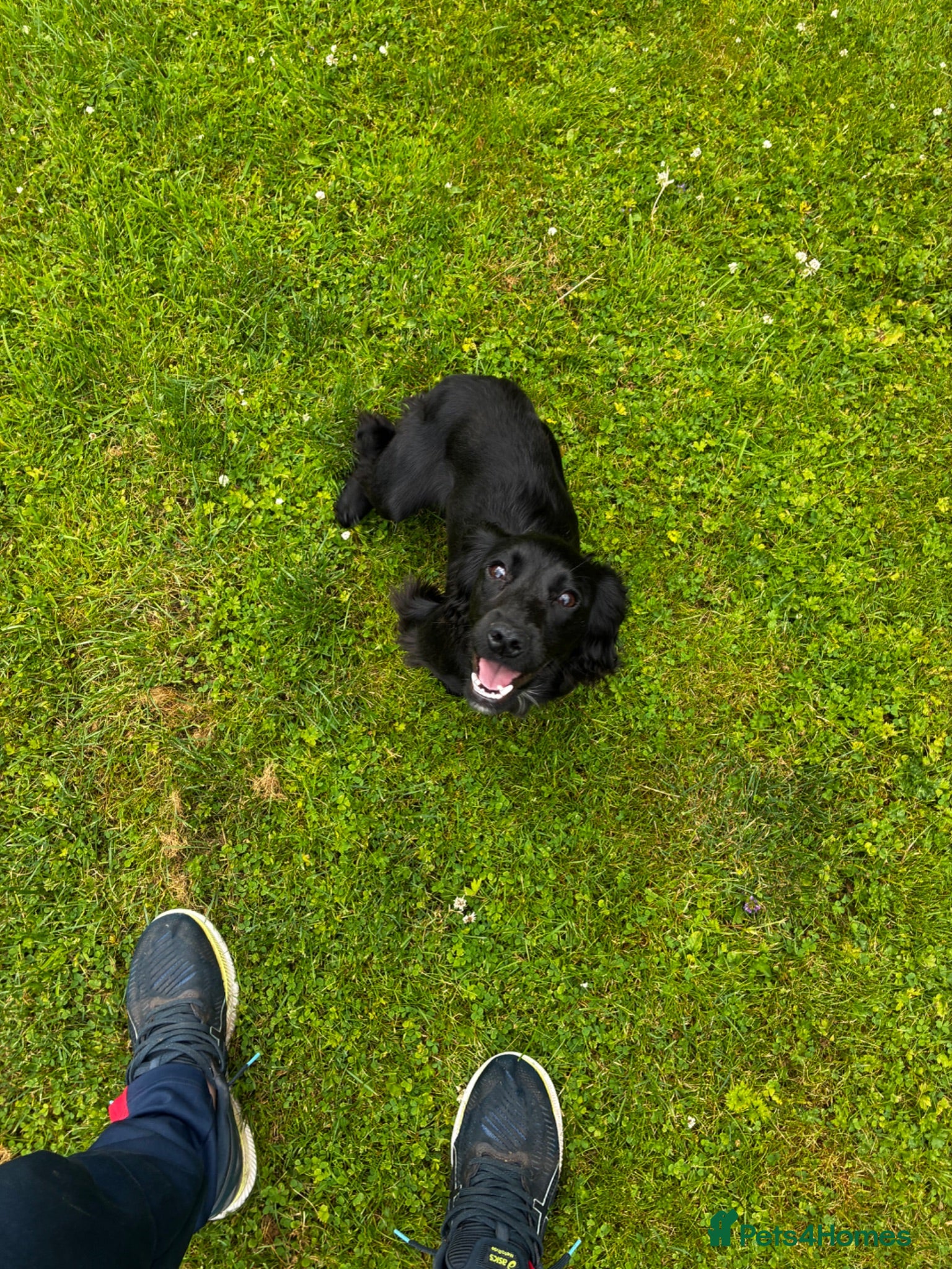 Cocker Spaniel dogs Kc registered cocker spaniel bitch  - Advert 2