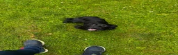 Cocker Spaniel dogs for sale: Kc registered 10 month old cocker spaniel bitch  - Advert 1