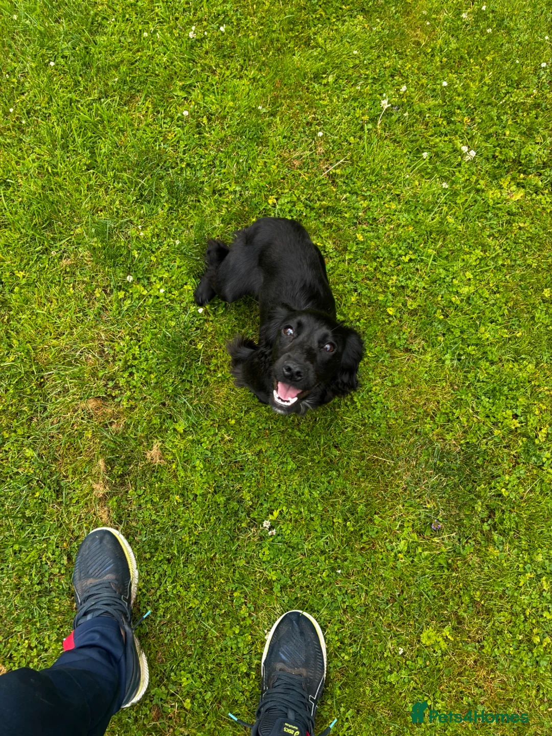 Cocker Spaniel dogs for sale: Kc registered 10 month old cocker spaniel bitch  - Advert 1