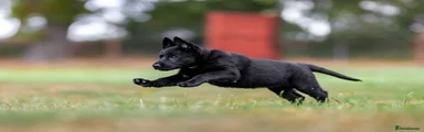 German Shepherd 4