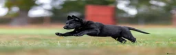 German Shepherd dogs for sale: Top working line KC GSD pups  - Advert 11