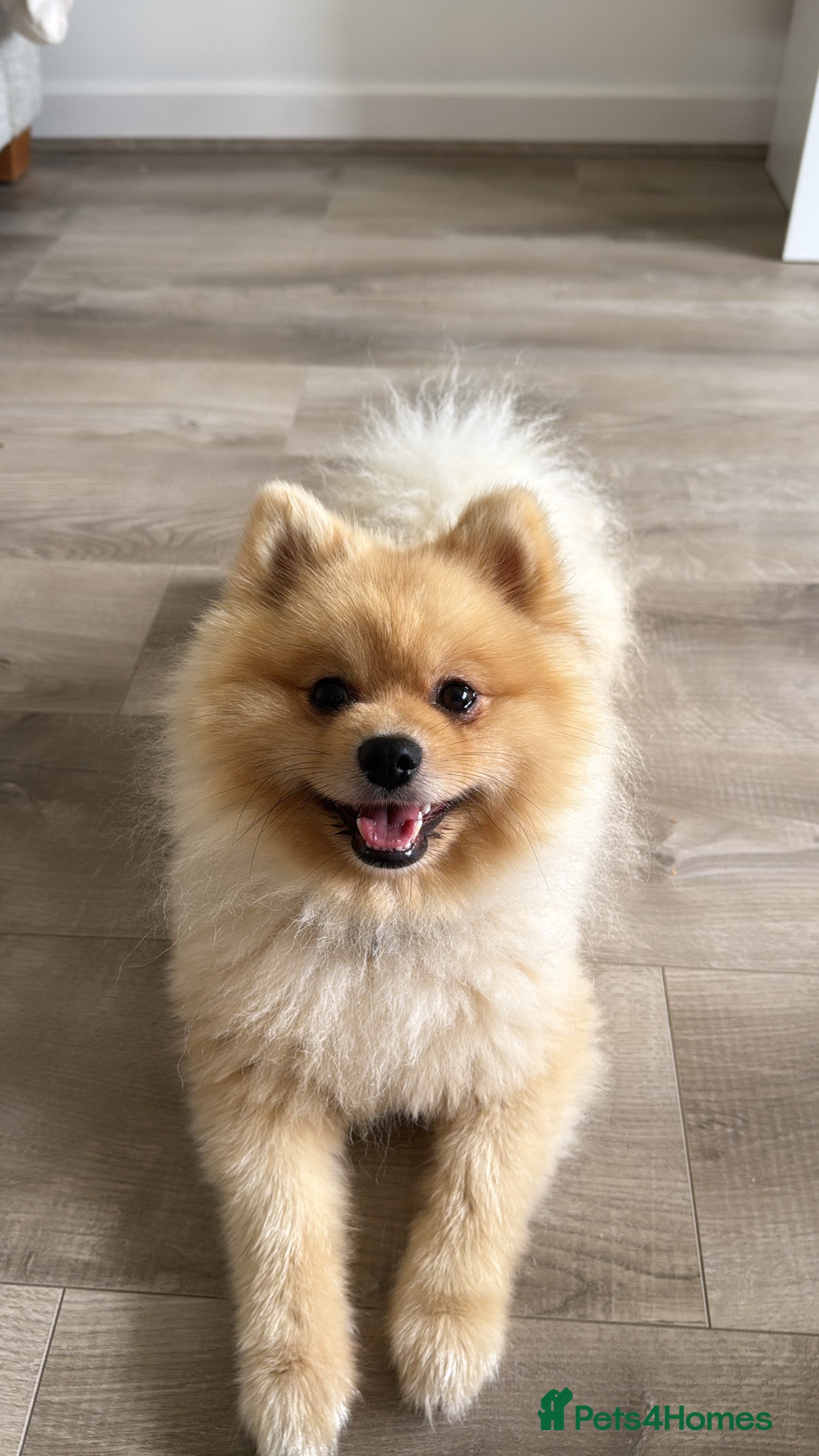 Pomeranian dogs Milo the Pom (please read description) - Advert 1