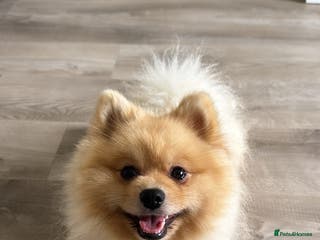 Pomeranian dogs Milo (please read description) - Advert 13