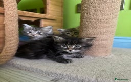 Kurilian Bobtail cats for sale: Rare pure breed Kurilian bobtail kittens available - Advert 9
