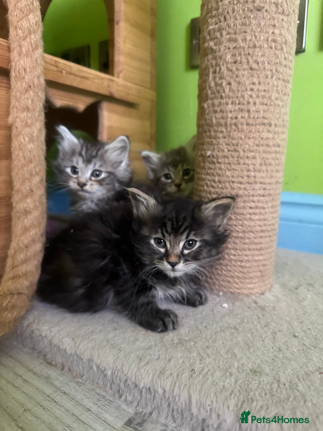 Kurilian Bobtail cats for sale: Rare pure breed Kurilian bobtail kittens available - Advert 9