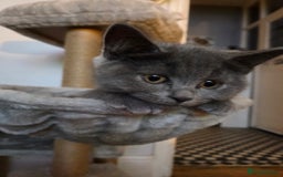 British Shorthair cats for sale: Gorgeous british shorthair 11 week old boy - Image 3
