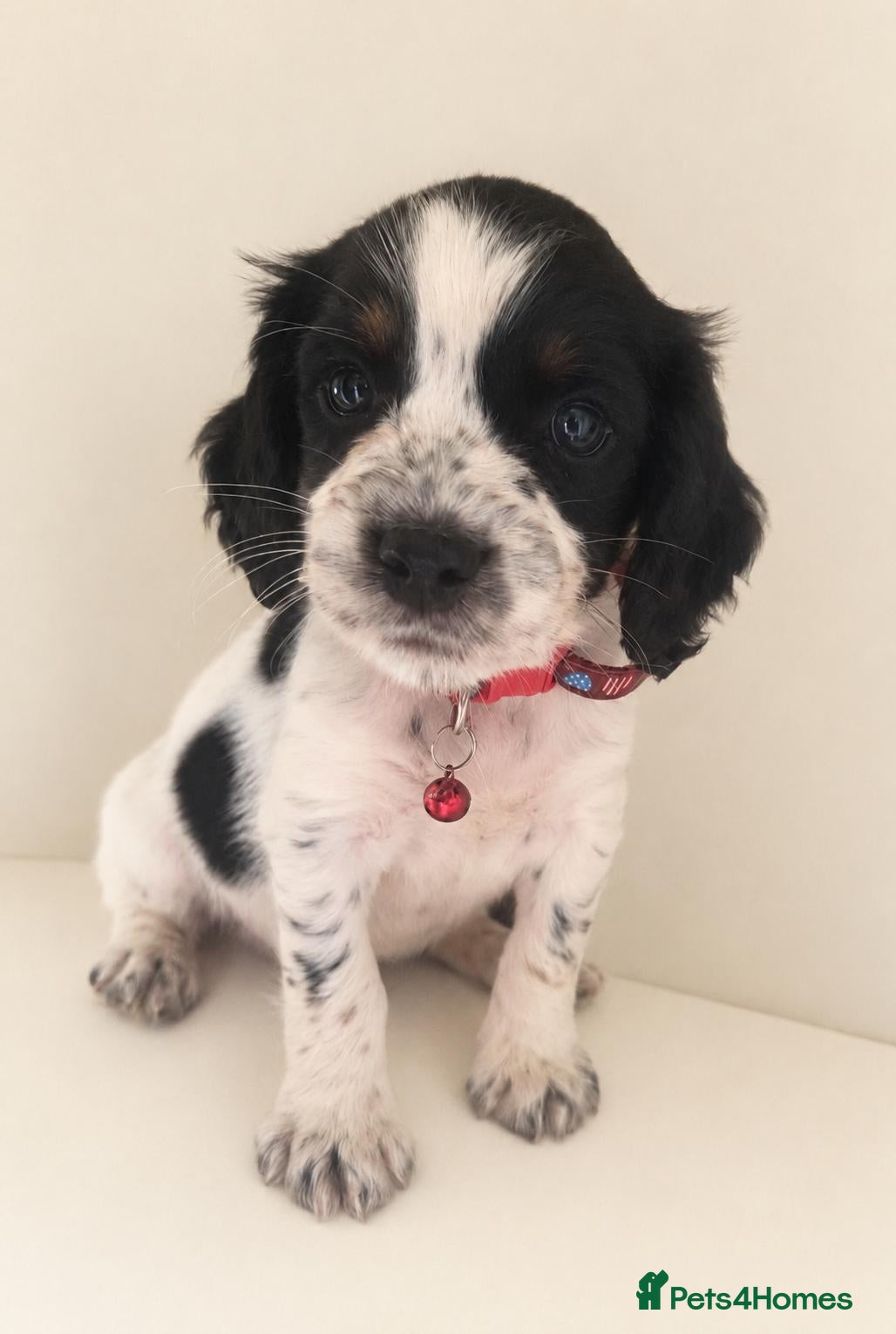 Cocker Spaniel dogs Kc/health tested boys available next weekend  - Advert 2
