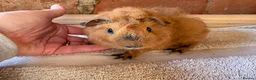 Guinea Pig rodents for sale: Lunkarya and Californian guinea pig  - Advert 2