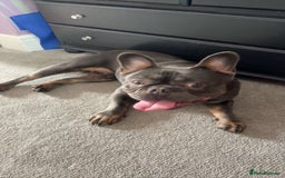 French Bulldog dogs for sale: Navy  - Image 2