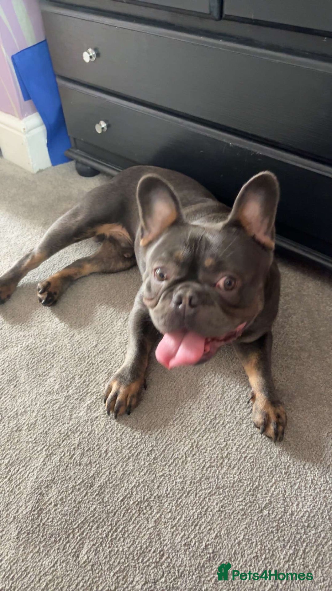 French Bulldog dogs for sale: Navy  - Image 2