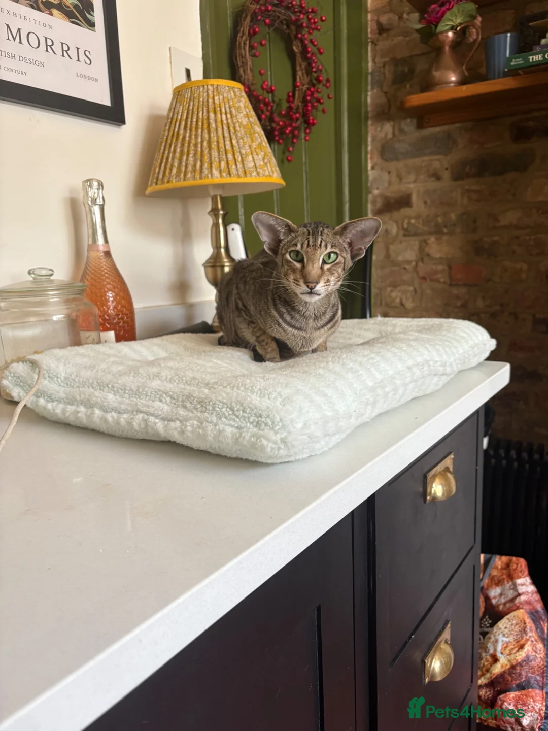 Oriental cats for sale: Black Tabby Female  - Advert 1
