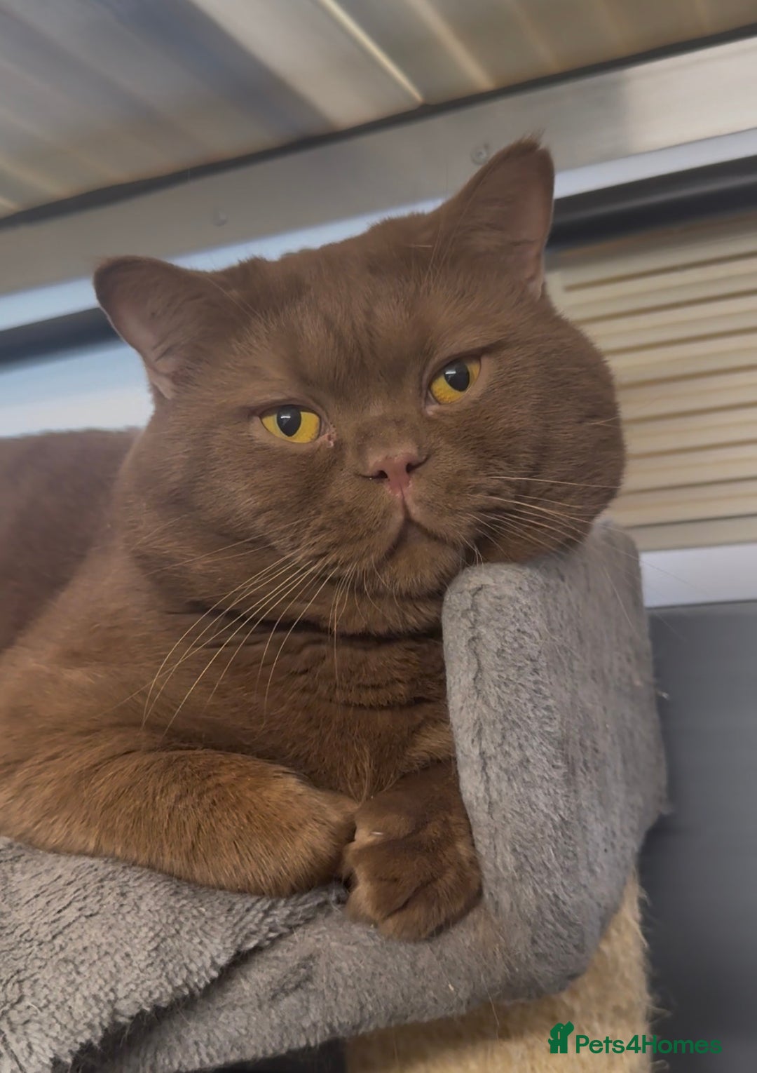 British Shorthair cats for sale: Beautiful chunky boys looking new home - Advert 3