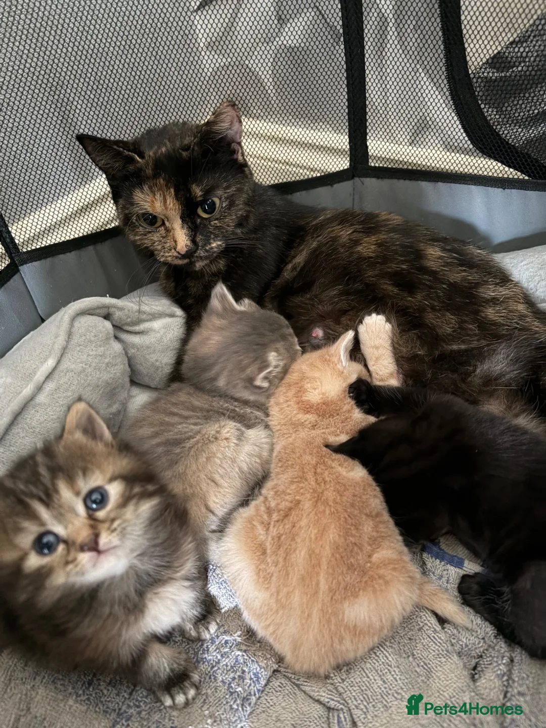 British Shorthair cats for sale: British blue cross Norwegian forest  - Advert 1