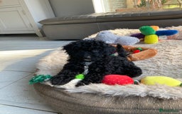 Poodle dogs for sale: Poodle x fully vaccinated  - Advert 17