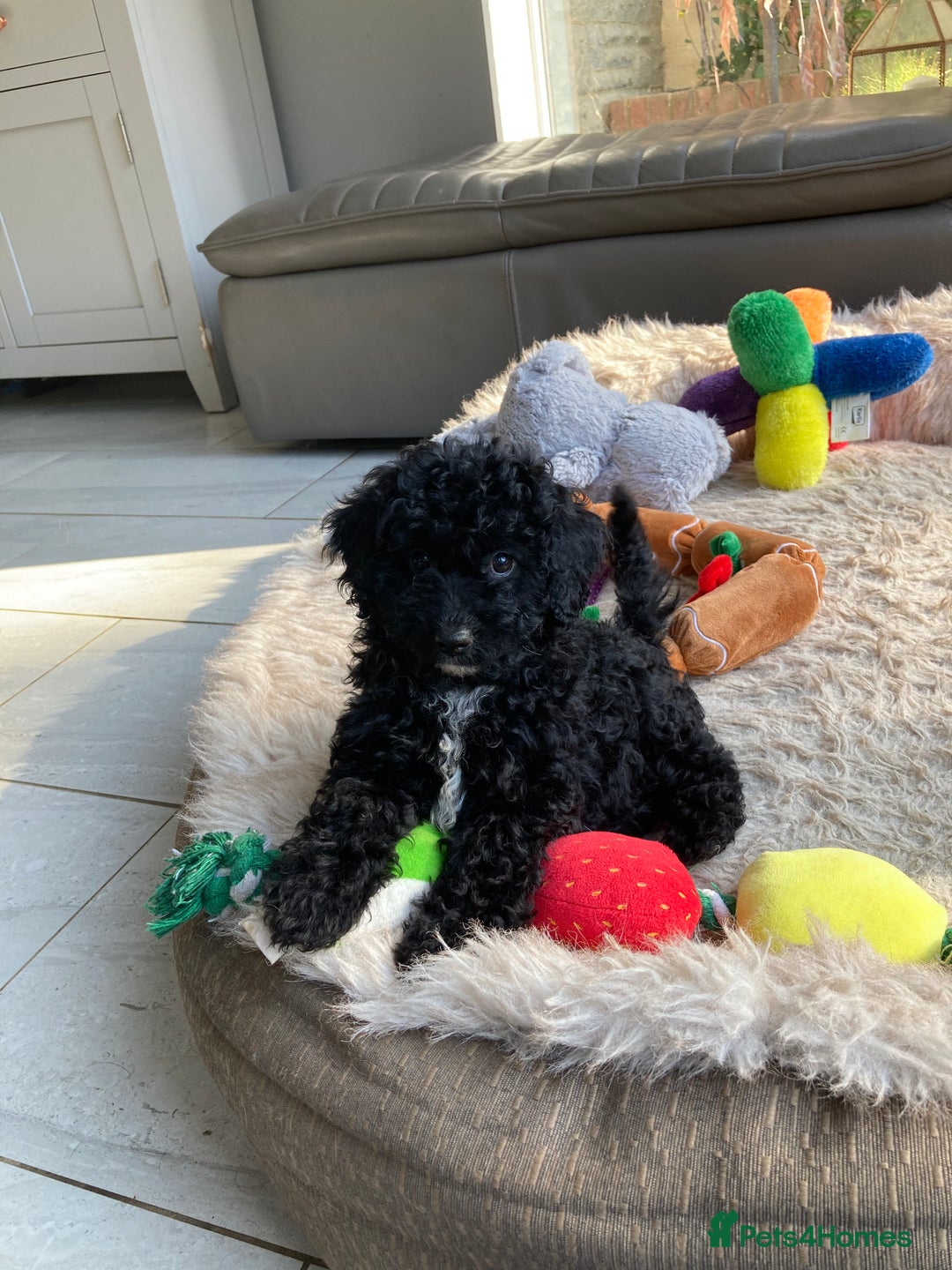 Poodle dogs for sale: Poodle x fully vaccinated  - Advert 17