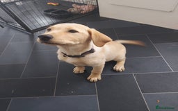 Labrador Retriever dogs for sale: 12 week old golden labrador girl - Image 2