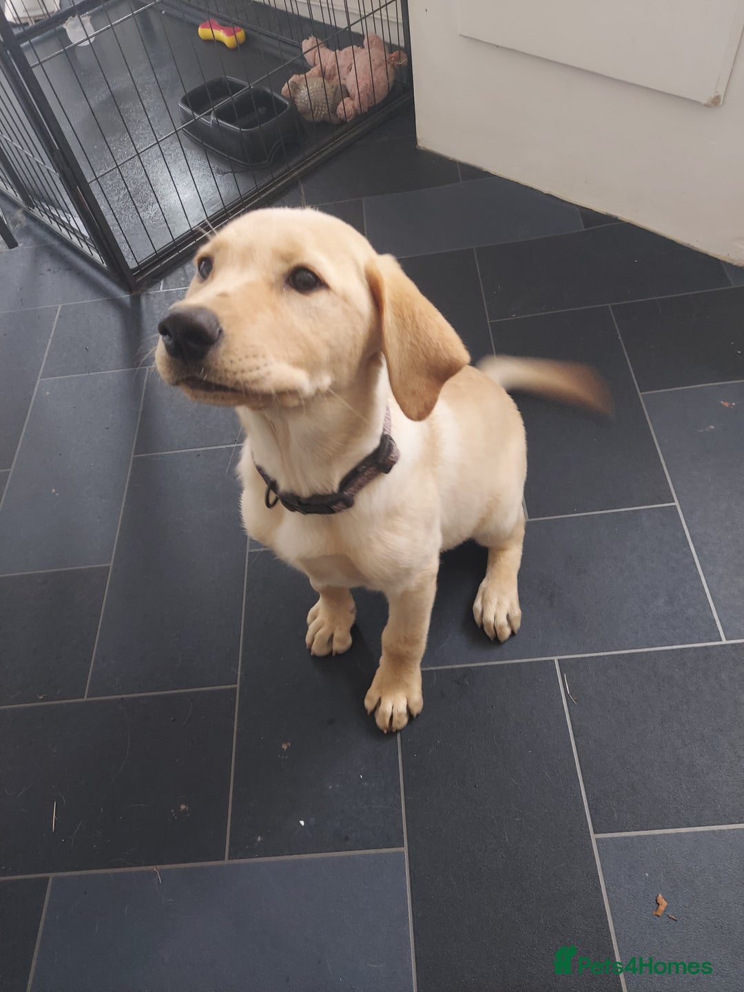 Labrador Retriever dogs for sale: 12 week old golden labrador girl - Image 2