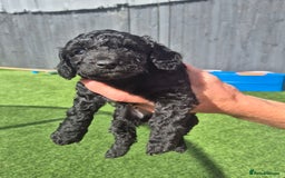 Maltipoo dogs for sale: Maltipoo puppies ready now  - Image 10