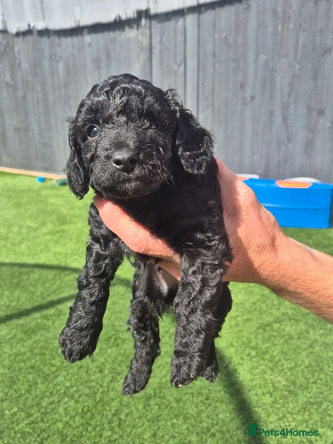 Maltipoo dogs for sale: Maltipoo puppies ready now  - Image 10