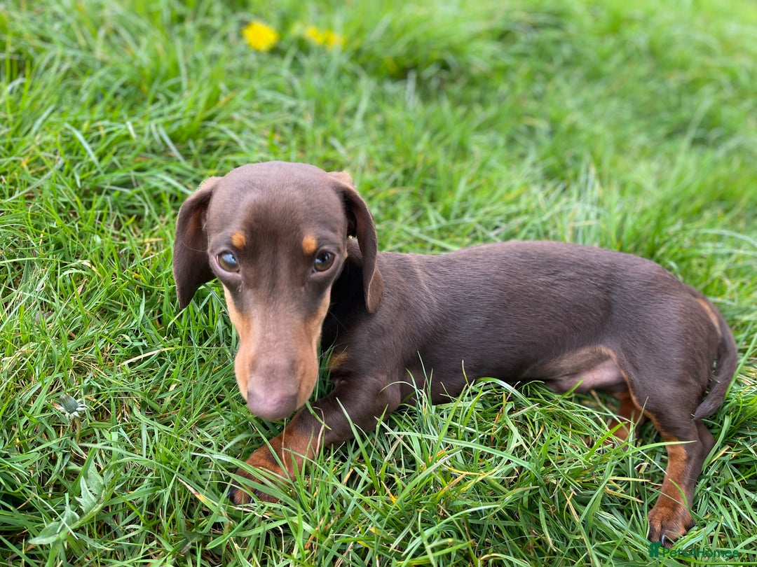 Miniature Dachshund dogs for stud: Miniature dachshund for stud - Advert 5