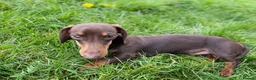 Miniature Dachshund dogs for stud: Miniature dachshund for stud - Advert 5