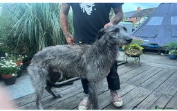 Lurcher dogs for sale: Quality Lurcher pups Deerhound/Grey Wheaten/Grey - Image 17