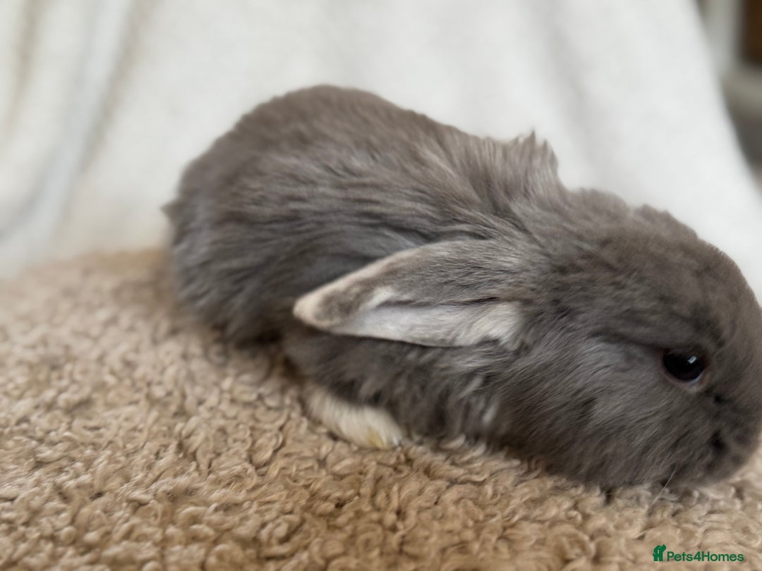 French Lop rabbits for sale: ❤️ Hand Raised French Lop Babies - Advert 15