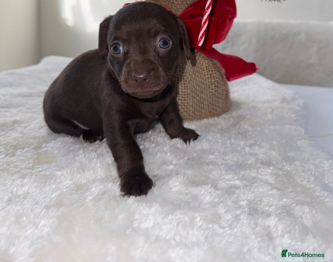 Chiweenie dogs for sale: 3 Gorgeous Girls & 2 Beautiful Boys  - Advert 14