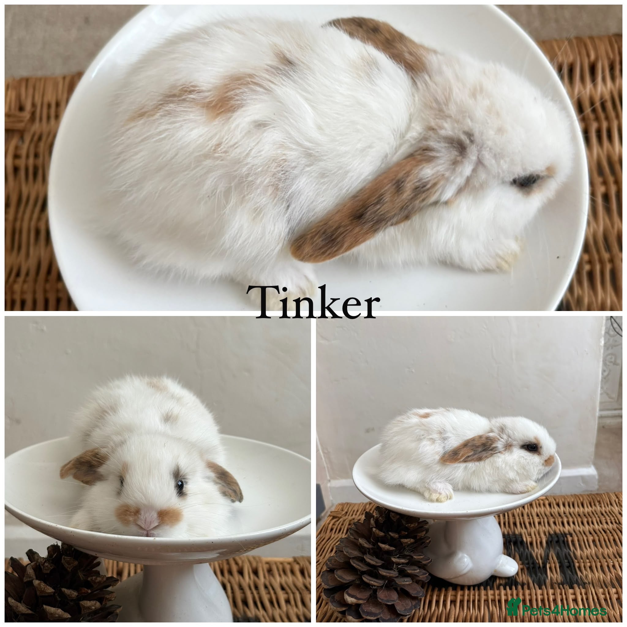 Mixed Breed rabbits One gorgeous baby available now (8 weeks old) - Advert 7