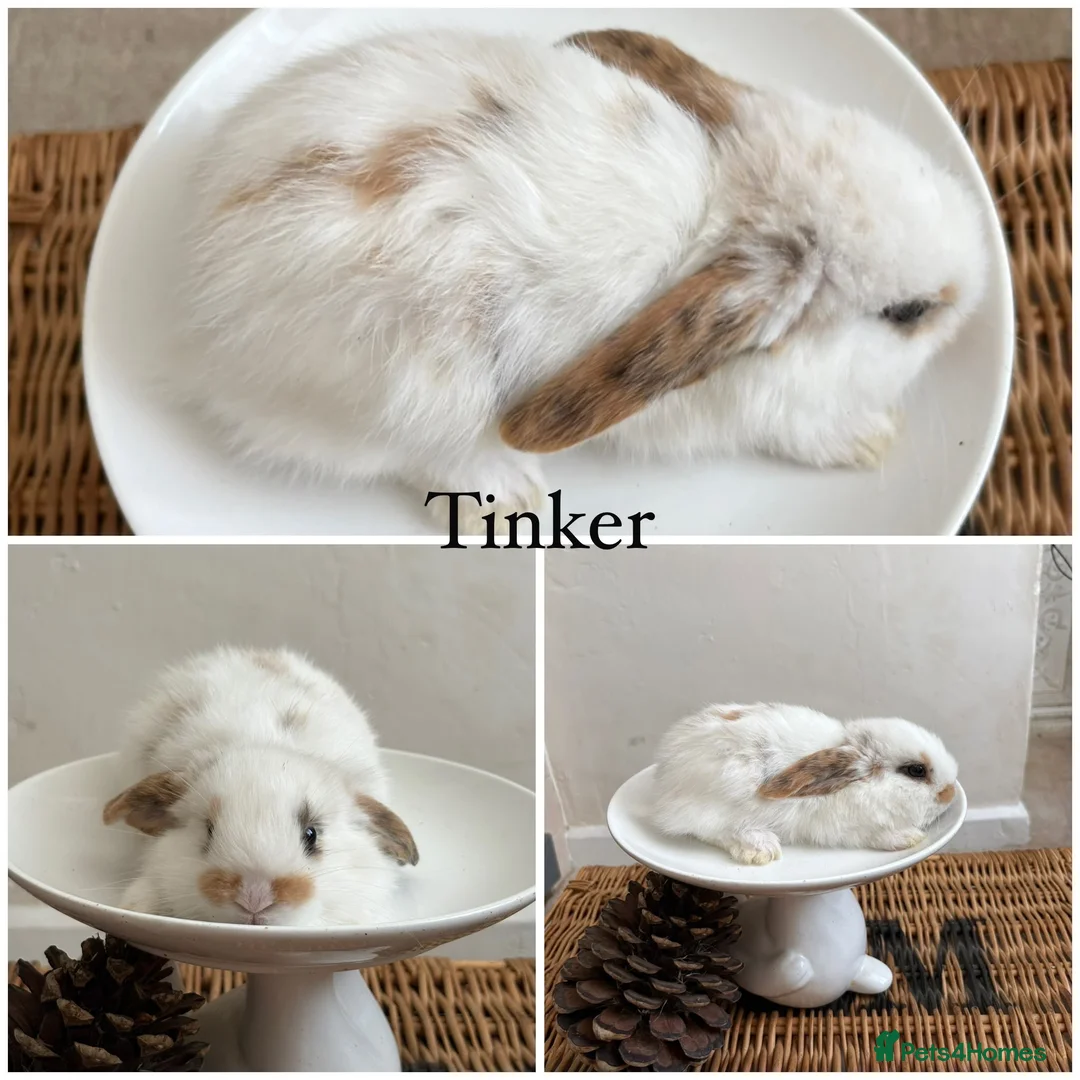 Mixed Breed rabbits for sale: 6 very  tame & pretty babies available August - Advert 6