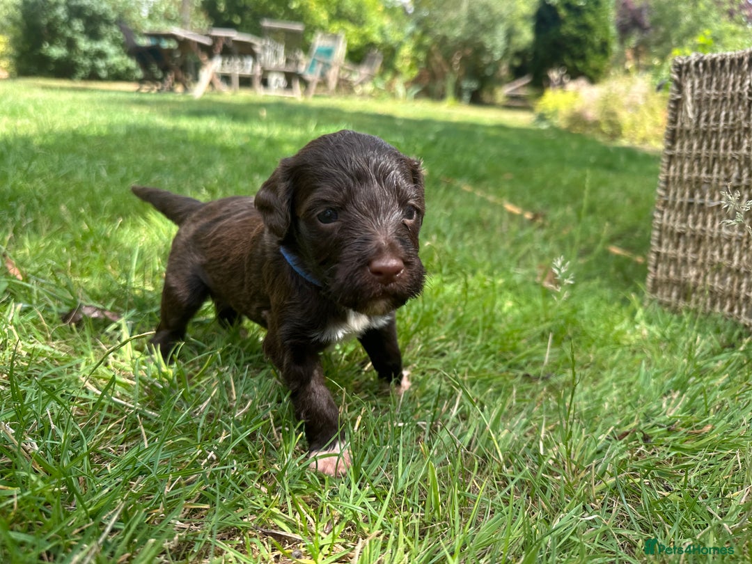 Portuguese Water Dog dogs for sale: Portuguese Water Dog puppies for sale in Oakham - Image 6