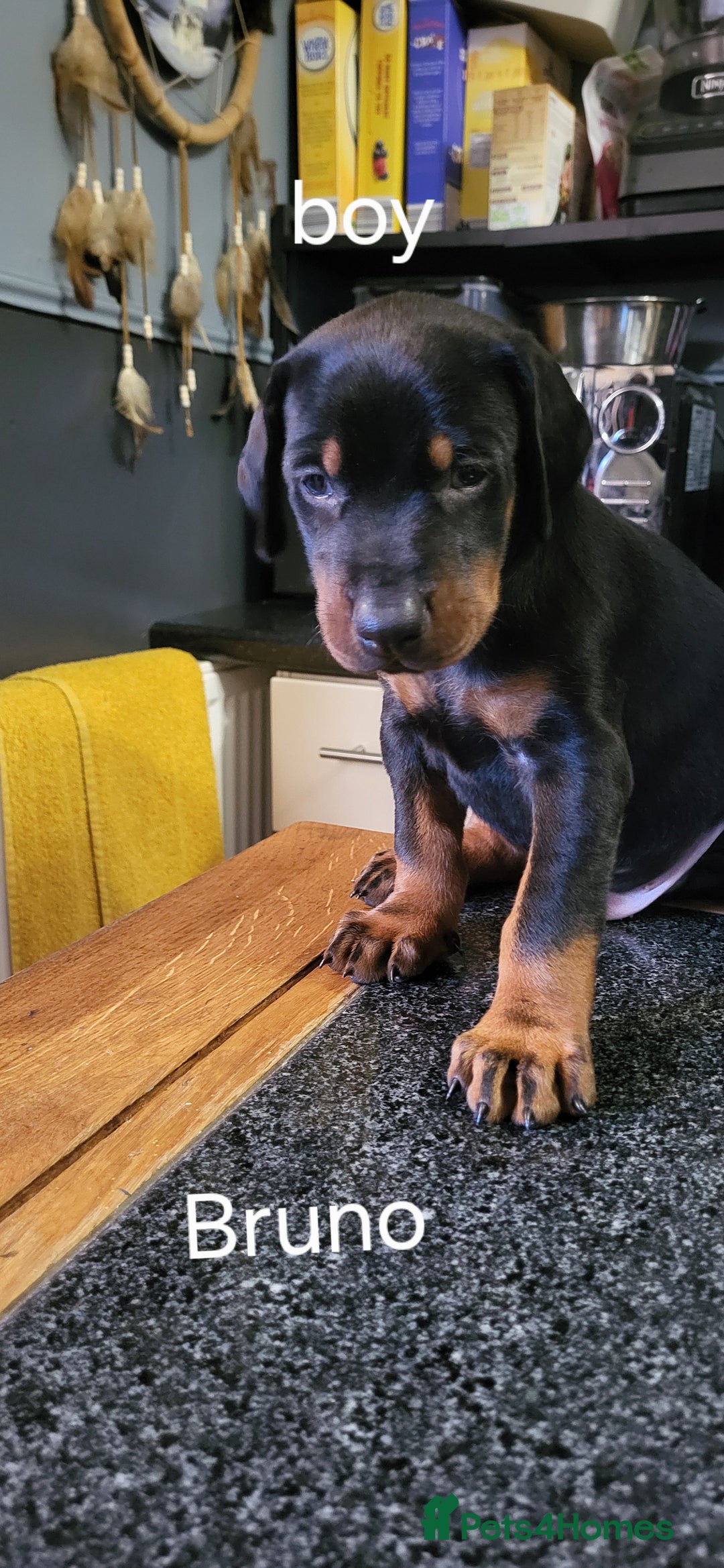 Dobermann dogs for sale: 2 beautiful doberman puppies - Advert 4