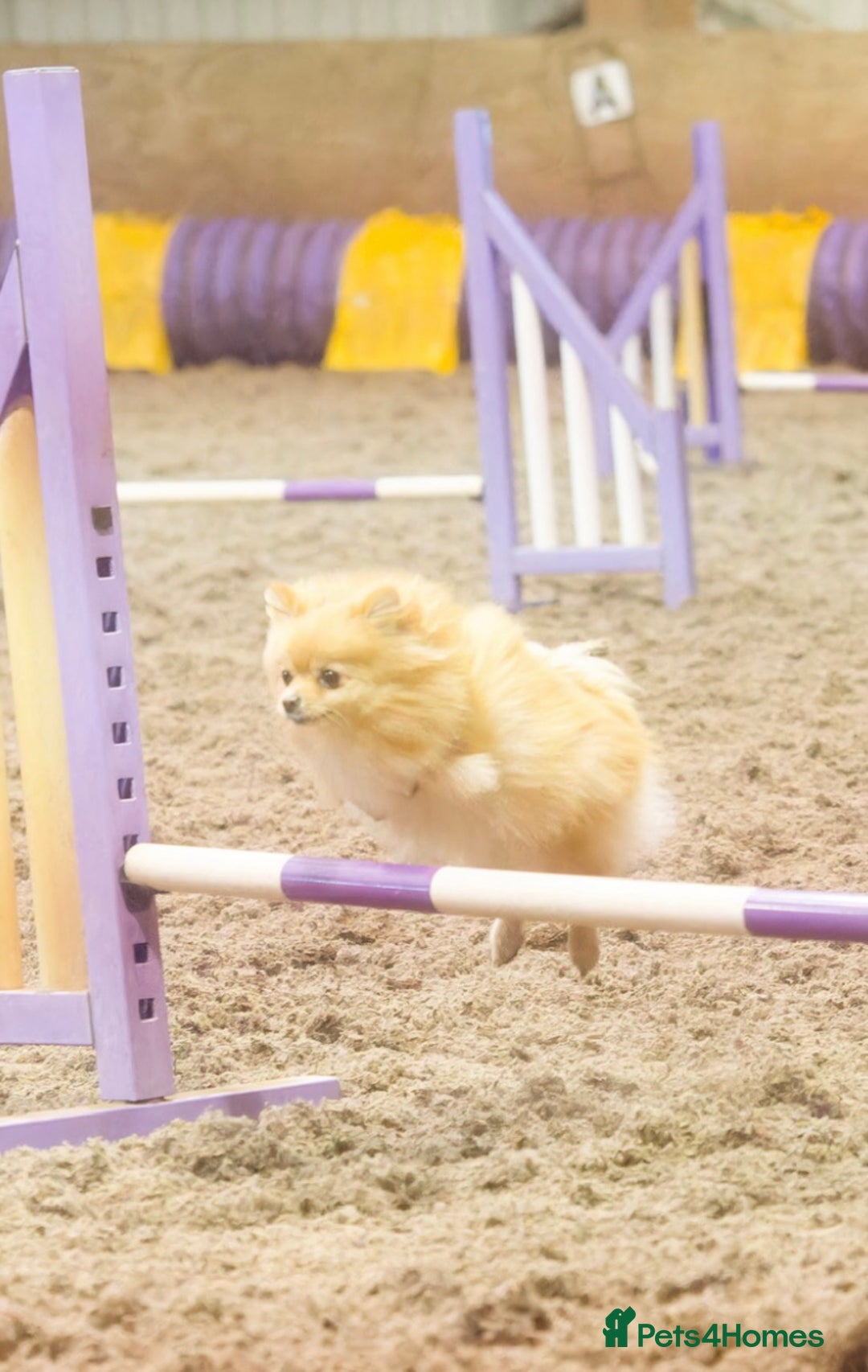 Pomeranian dogs for sale: Tiny Female Black Pomeranian Puppy  - Advert 2