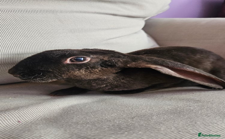 Mini Lop rabbits - Advert 15