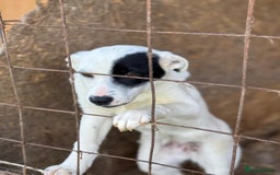 Mixed Breed dogs for adoption: LUCY - a Superb young Girl for a Loving Home - Image 4
