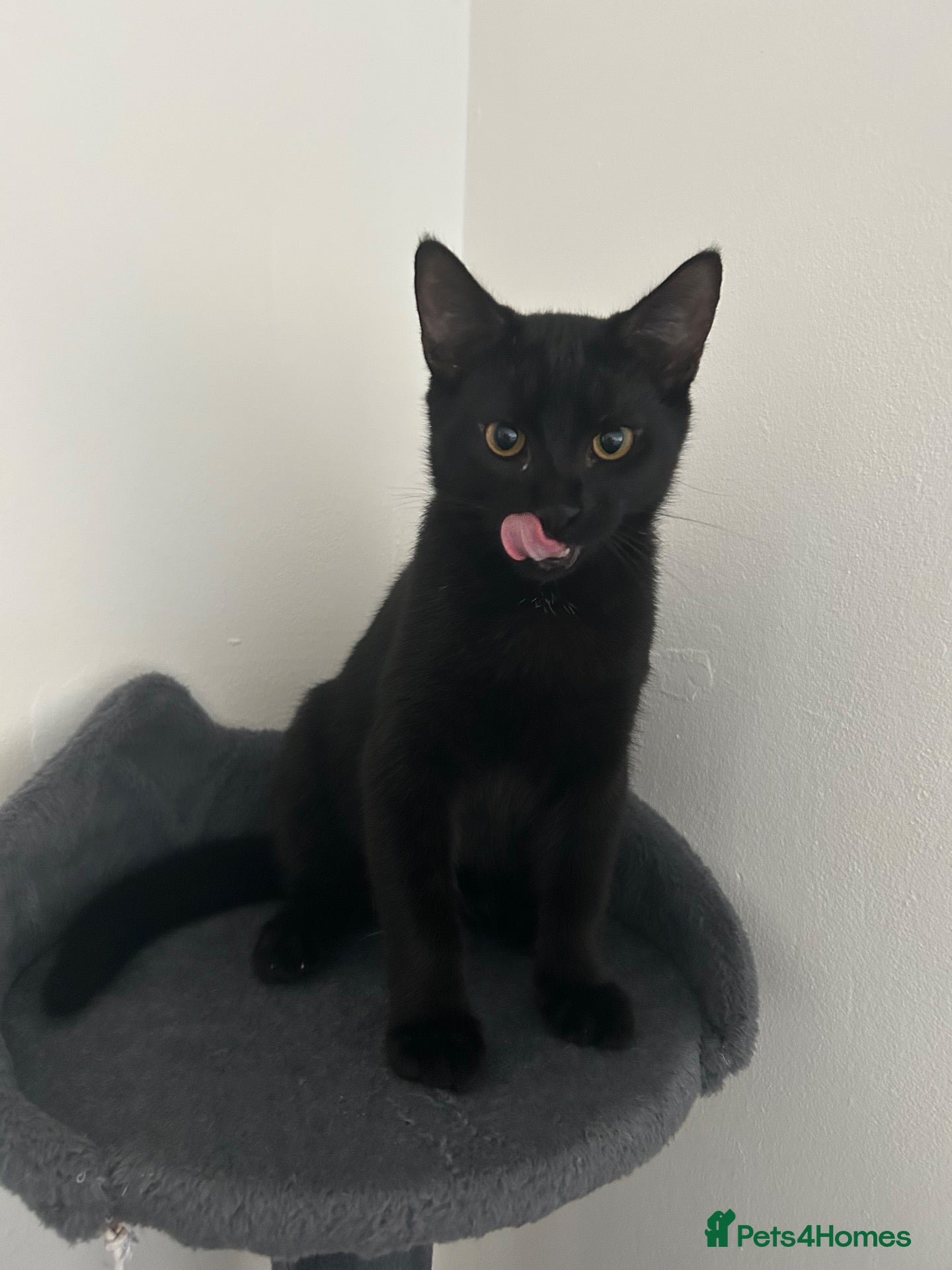 Domestic Shorthair cats Kitten  - Advert 1