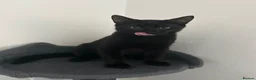 Domestic Shorthair cats for sale: Kitten  in Edenbridge - Advert 1