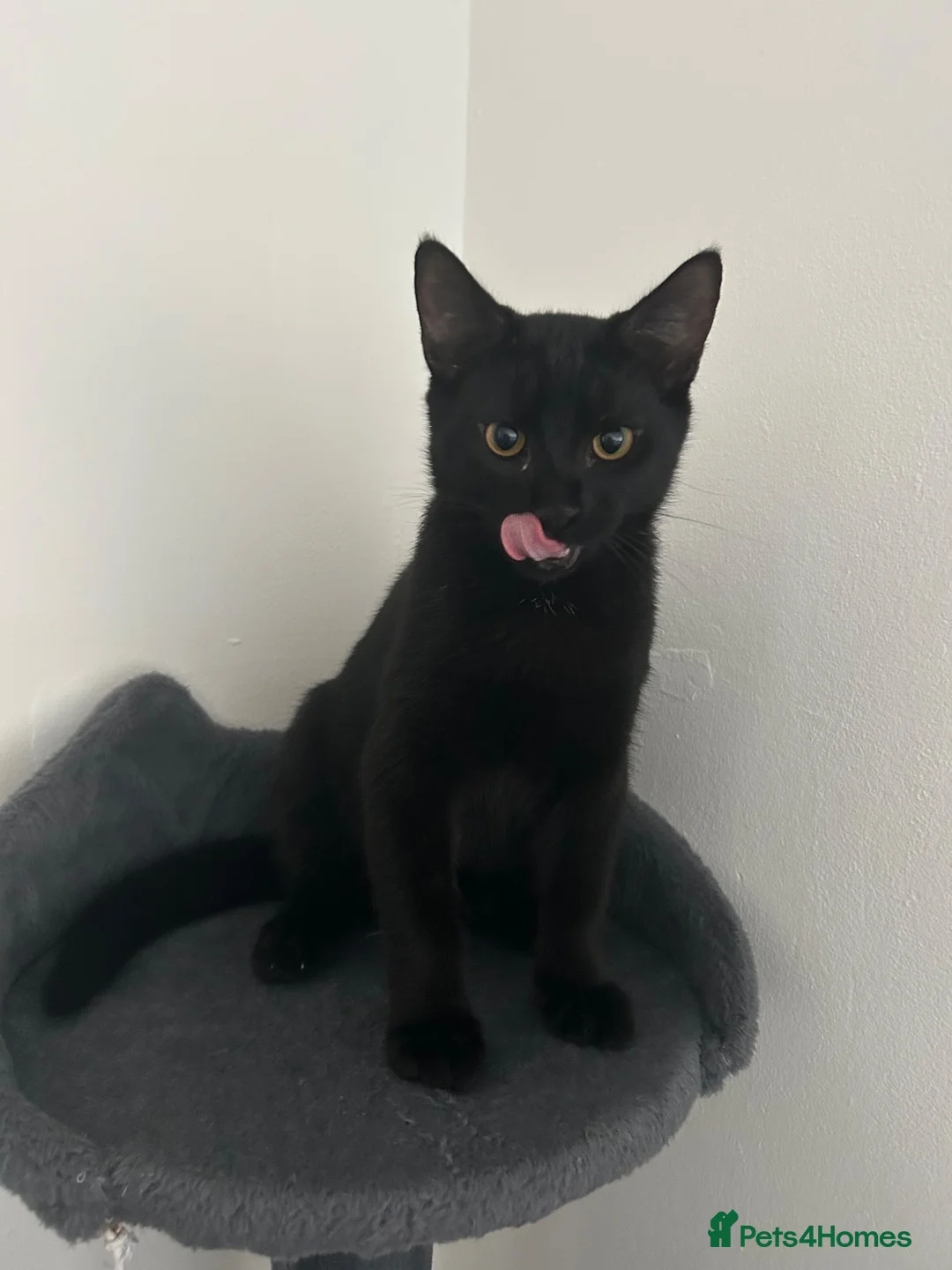 Domestic Shorthair cats for sale: Kitten  in Edenbridge - Advert 1